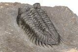 Coltraneia Trilobite Fossil - Huge Faceted Eyes #216506-5